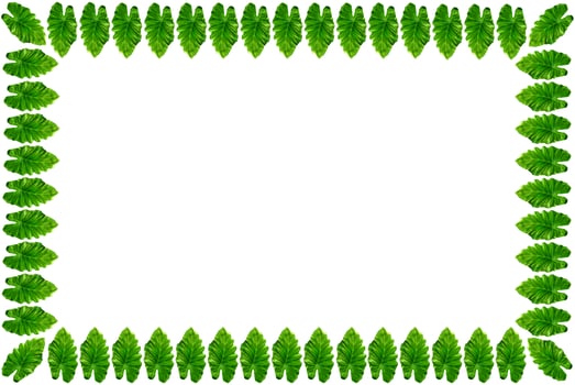 Leaf frame on white photo