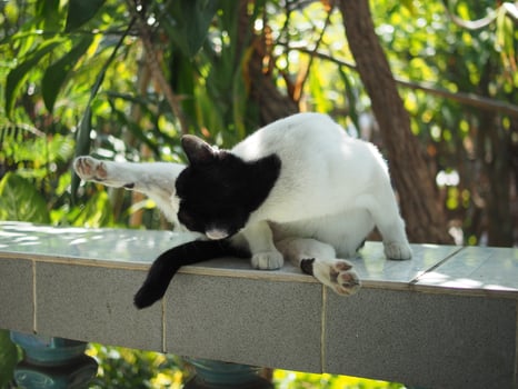 black and white Thai cat shorthair stay relaxing  yawn photo