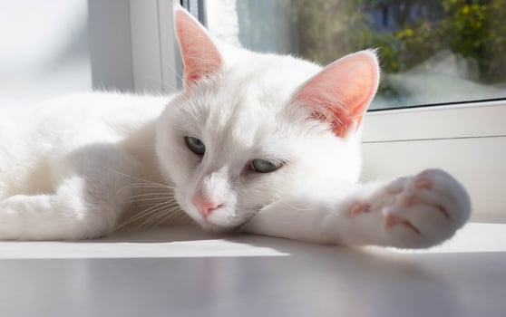 A white dozing cat with pink ears lies on a sunny day on the windowsill. photo