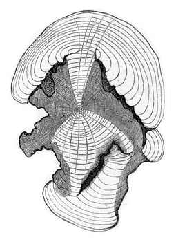 Cross-section at the stem shown in fig, previous, vintage engraving. photo