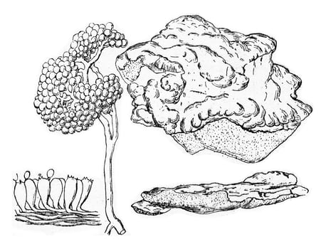 Polyporus sulphereus, vintage engraving. photo