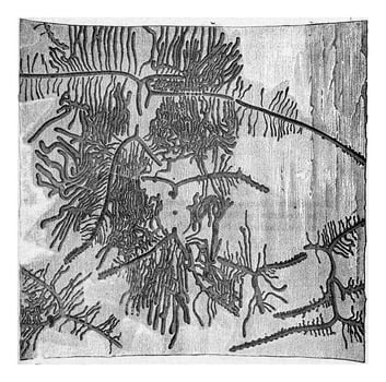 Pine bark with galleries Tomicus curvidens, vintage engraving. photo