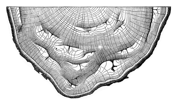 Cross section of an oak trunk presenting many slots due to sunburn, vintage engraving. photo