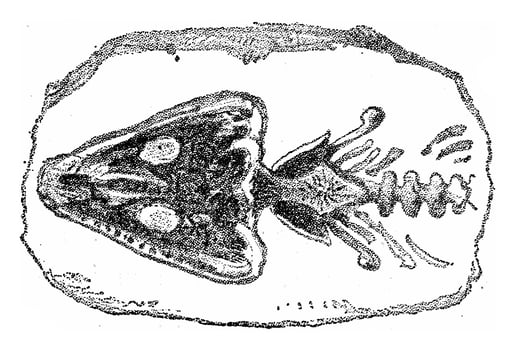 Head and neck of the Archegosaurus, vintage engraving. photo
