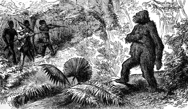 Country snakes. The death of gorilla, vintage engraving. photo