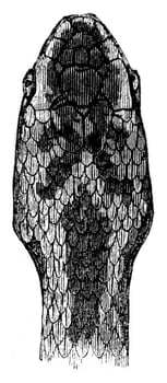 Head of the viper, top view, vintage engraving. photo