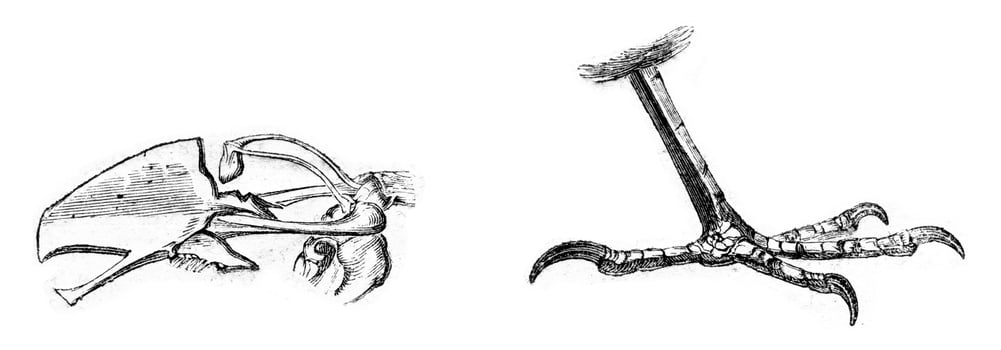 Bone and sternum leg of Dunnock, vintage engraving. photo