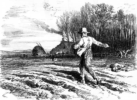 Seed on the fly, vintage engraving. photo