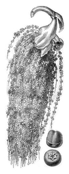 Fruit of Caryota urens cluster, Separate fruit, vintage engraving. photo
