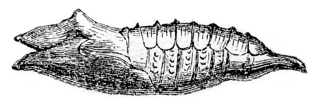 Chrysalis of Vanesse lo, vintage engraving. photo