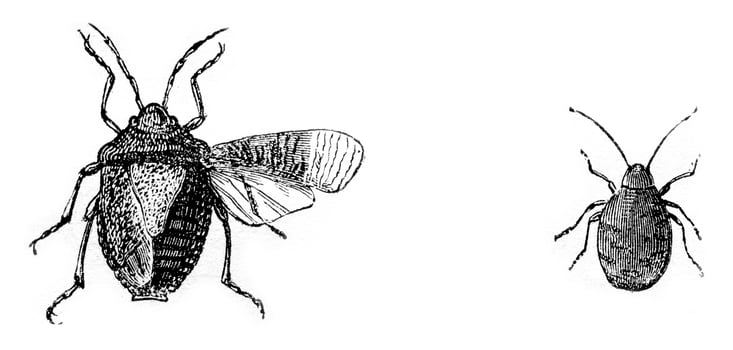 Fig 7. Bug wood gray stink, Fig 8. larva bug woods, vintage engraving. photo