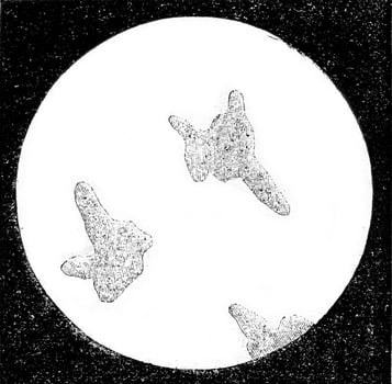 Amoeba Amoeba princeps, magnified 100 times, vintage engraving. photo
