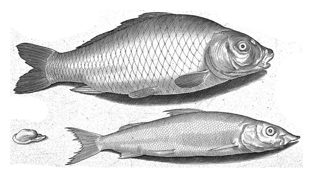Carp and Houting, Nicolaes de Bruyn, 1581 - 1656 photo