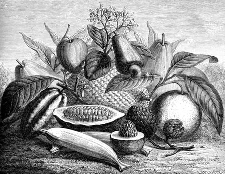Group of fruit, vintage engraving. photo