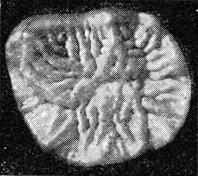Surface of the molar of an orang, vintage engraving. photo