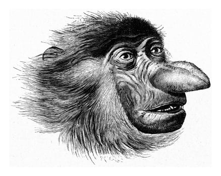 Head of the monkey has nose, vintage engraving. photo