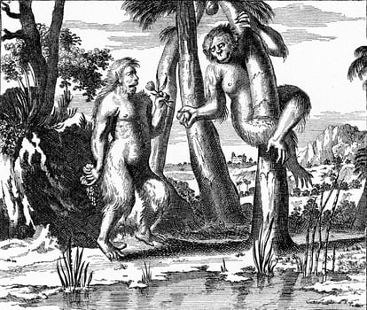 Anthropoid monkeys, vintage engraving. photo
