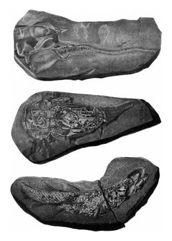 Remains of fossil fish, vintage engraving. photo