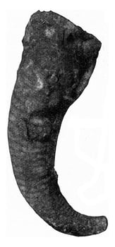 Cyrtoceras, vintage engraving. photo