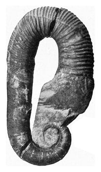 Ancyloceras, vintage engraving. photo