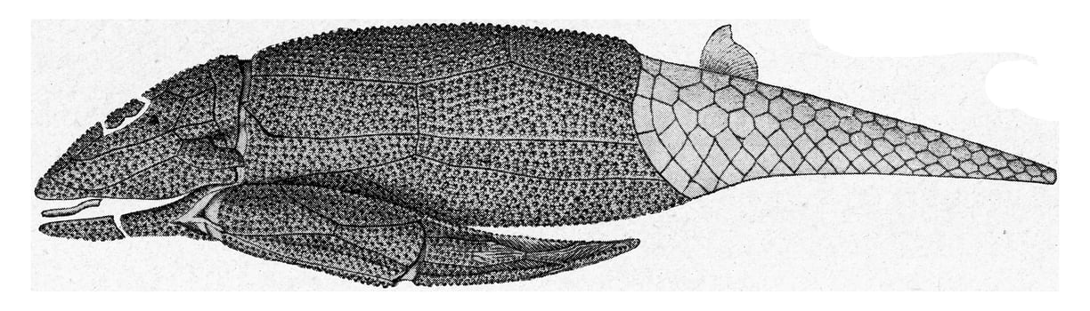 Asterolepis, shell fish of the Russian Devonian, vintage engraving. photo