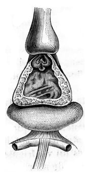Valves of the heart and arterial bulb of Pisces, vintage engraving. photo