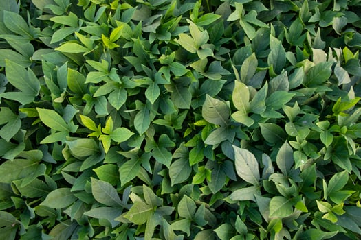 Green Leaves Pattern Texture Background of the Sweet Potato Plant in the Field Countryside of Bangladesh photo