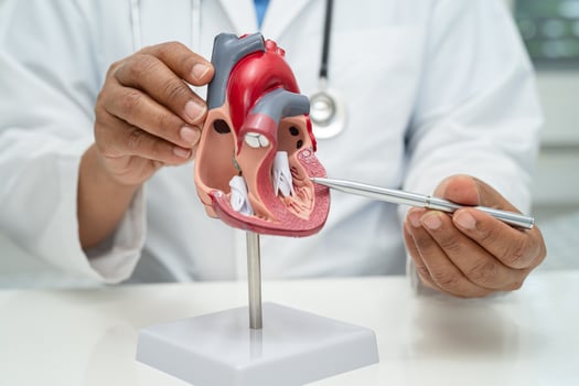 Cardiovascular disease CVD, Asian doctor holding human anatomy model for learn and treat heart disease. photo