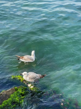 Seagulls in the sea near the shore photo