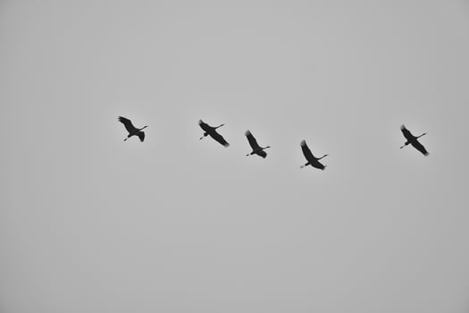 Cranes fly in V formation in the sky. Migratory birds on the Darss. black white photo