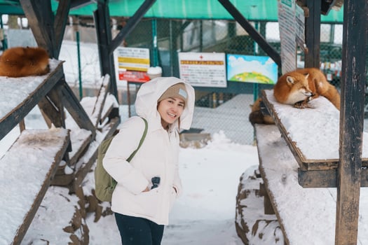 Woman tourist with Cute fox on snow in winter season at Zao fox village, traveler sightseeing Miyagi prefecture. landmark and popular for attraction near Sendai, Tohoku, Japan. Travel and Vacation photo