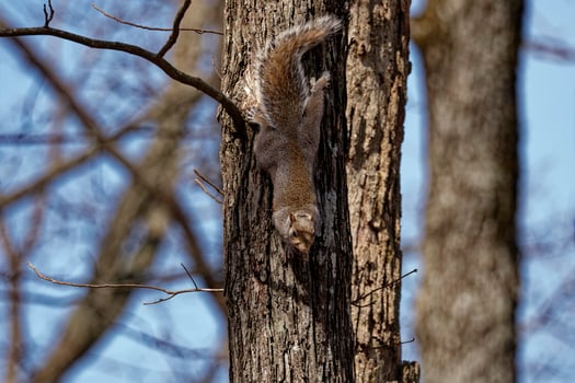 Squirrel climbing down a tree photo