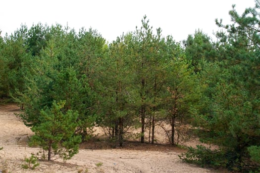 forest at summer, Russia photo