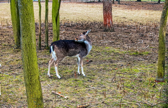European mouflon Ovis orientalis in the nursery of the Agricultural University in Nitra, Slovakia. photo