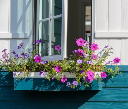 White window decorated with petunia flower box photo