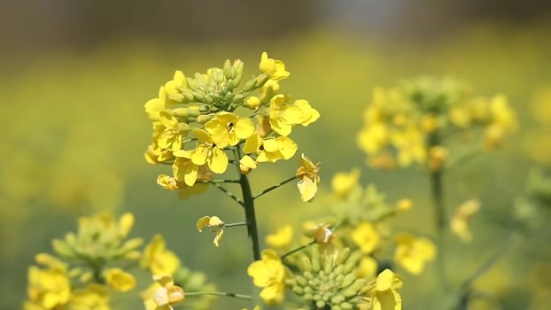 Mustard flowers in a garden in springtime, stock photo. photo