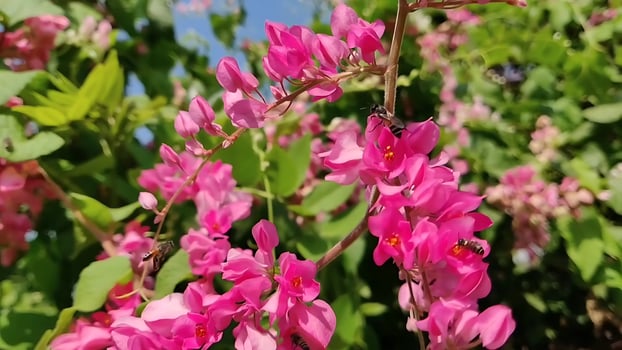 Close up of pink flowers in a garden in springtime, stock photo. photo