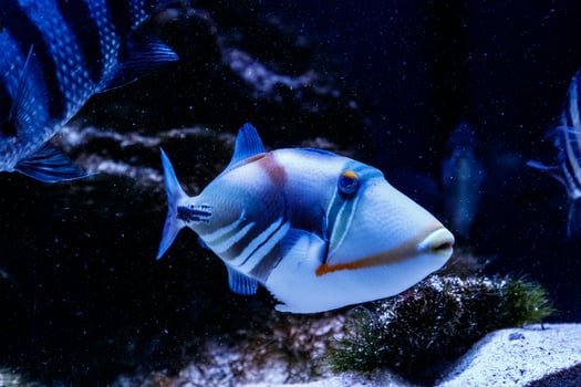 Fish Painted Triggerfish Rhinecanthus aculeatus photo