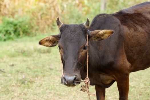 Thai native cattle They are cattle that are easy to raise. Small body, many colors such as red, black, brown, small hump, thin neck dewlap, no skin under the belly. photo