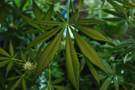 SoG hemp cultivation technique. Growing pot in groutent. Vegetative stage of marijuana growth. Medical marijuana. Background of cannabis leaves. A large amount of marijuana. Growing cannabis indoors photo