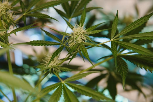 SoG hemp cultivation technique. Growing pot in groutent. Vegetative stage of marijuana growth. Medical marijuana. Background of cannabis leaves. A large amount of marijuana. Growing cannabis indoors photo