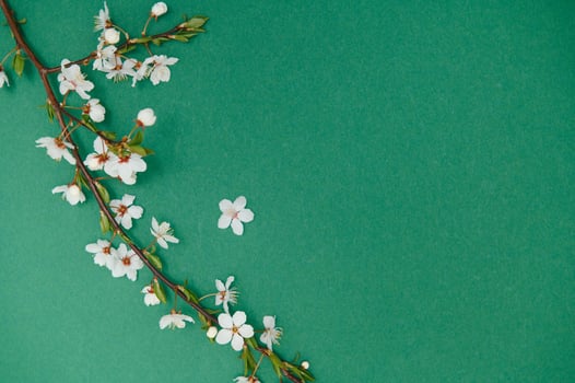 Spring background table. May flowers and April floral nature on green. For banner, branches of blossoming cherry against background. Dreamy romantic image, landscape panorama, copy space photo