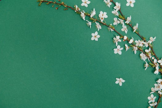 Spring background table. May flowers and April floral nature on green. For banner, branches of blossoming cherry against background. Dreamy romantic image, landscape panorama, copy space photo