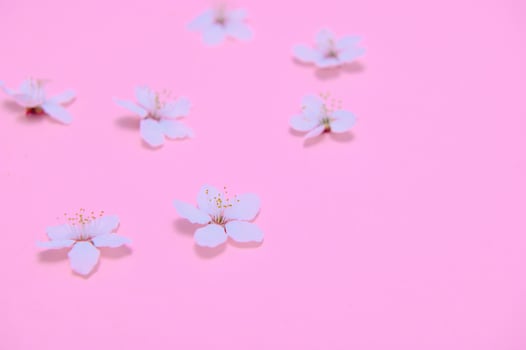 Spring background table. May flowers and April floral nature on green. For banner, branches of blossoming cherry against background. Dreamy romantic image, landscape panorama, copy space photo