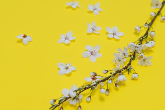 Spring background table. May flowers and April floral nature on green. For banner, branches of blossoming cherry against background. Dreamy romantic image, landscape panorama, copy space photo