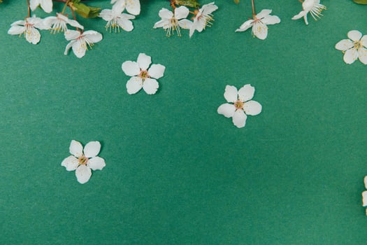 Spring background table. May flowers and April floral nature on green. For banner, branches of blossoming cherry against background. Dreamy romantic image, landscape panorama, copy space photo