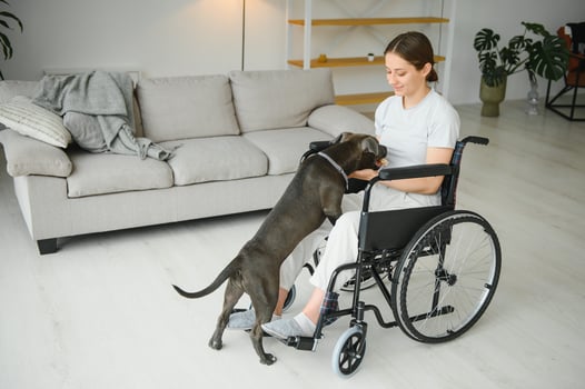Young woman in wheelchair with service dog at home. photo