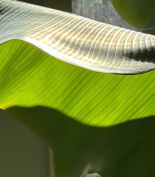 Sunshine on banana leaf photo