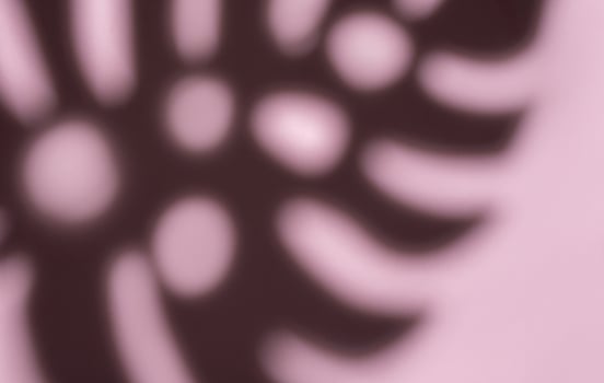 Shadows from monstera leaves photo