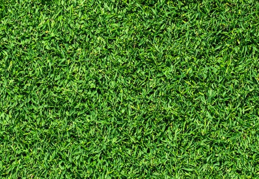 Natural Green grass texture background Close up Top view photo